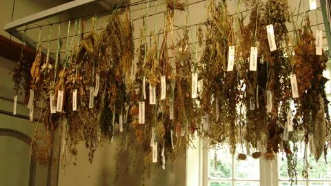 Dried plants