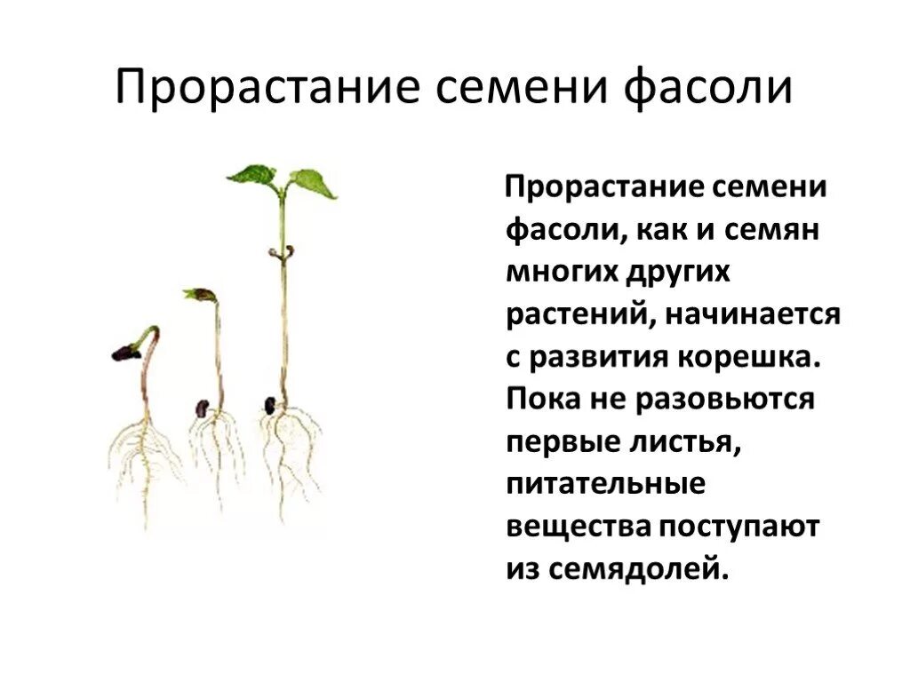 Первым из семени появляется. Стадии прорастания семян фасоли. Этапы прорастания семян 6 класс биология. Семена фасоли прорастание семян. Описание опыта прорастания семян гороха.