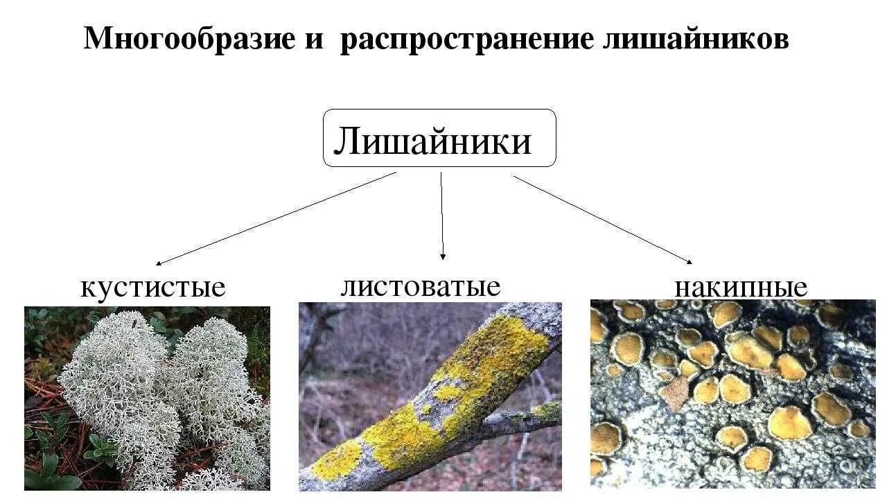 Лишайники накипные листоватые кустистые. Строение лишайника 5 класс биология. Тема лишайники 5 класс биология. Видовое разнообразие лишайников. Что такое лишайники 5 класс биология