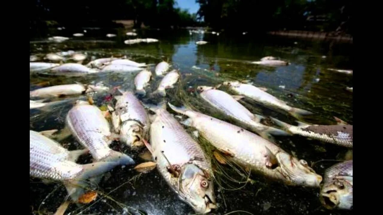 Дохлая рыба в грязной воде. Рыба в водоеме. Кислотные дожди гибель рыбы. Мёртвые рыбы в грязной воде. Рыбу травят.