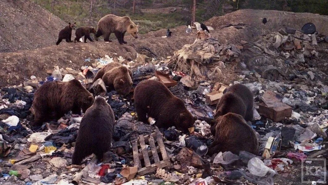 На Камчатке медведь принял грязевую ванну в Долине гейзеров Газета.Ru Новости