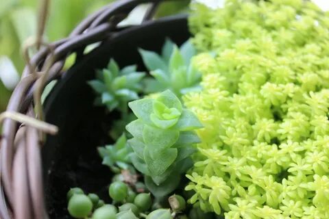 Variety plants