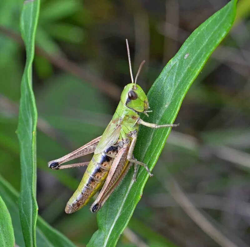 Стрекочут кузнечики нестерпимый. Кузнечик стрекочет. Стрекочут кузнечики нестерпимый. Сверчок насекомое. Кобылка кузнечик.