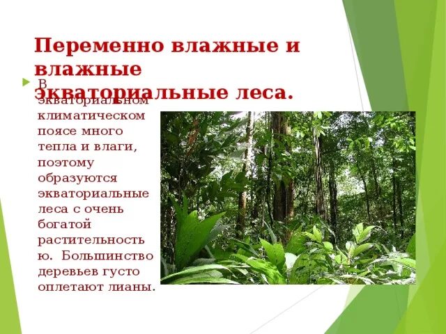 Какая почва в переменно влажных лесах. Переменно-влажные и влажные экваториальные леса. лес в экваториальном поясе. влажных и переменно-влажных лесов,. почвы переменно влажных лесов.