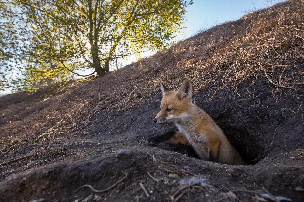 Den fox. Лиса в норе.