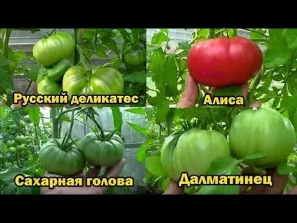 Томат сахарная настасья описание сорта характеристика