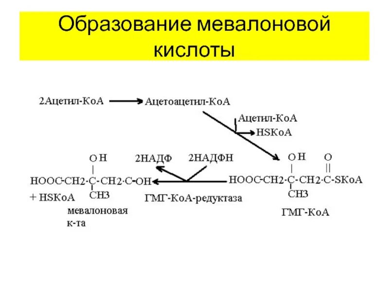 Химизм образования мевалоновой кислоты. Биосинтез холестерина из мевалоновой кислоты. Образование сквалена из мевалоновой кислоты. Синтез сквалена из мевалоновой кислоты. Бутановая кислота образуется