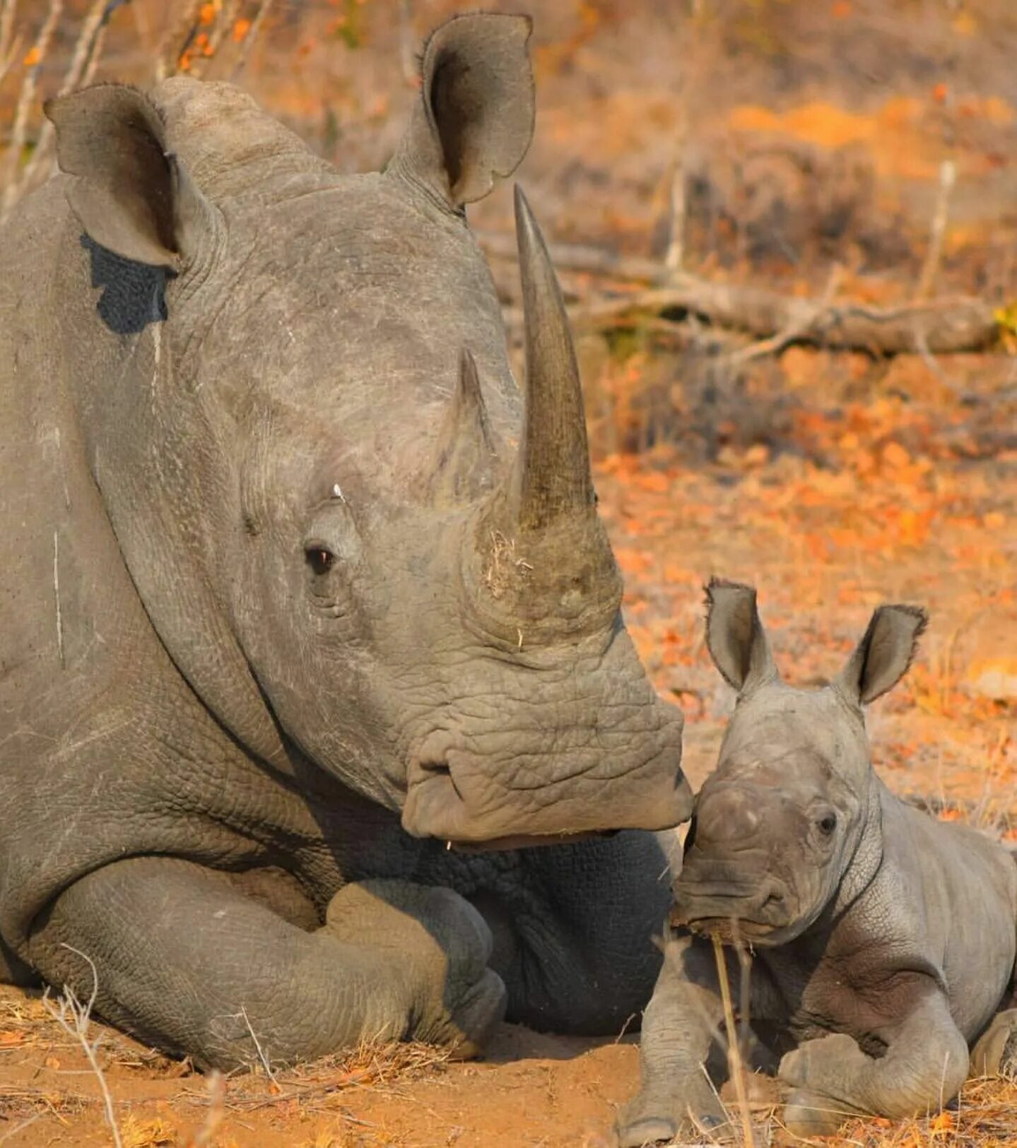 Носорог. Animals and Rhino and Elephant and hippopotamos. Baby animals and Rhino and Elephant and hippopotamos. Baby animals and Rhino and Elephant and Hippopotamus PNG raskaraski.