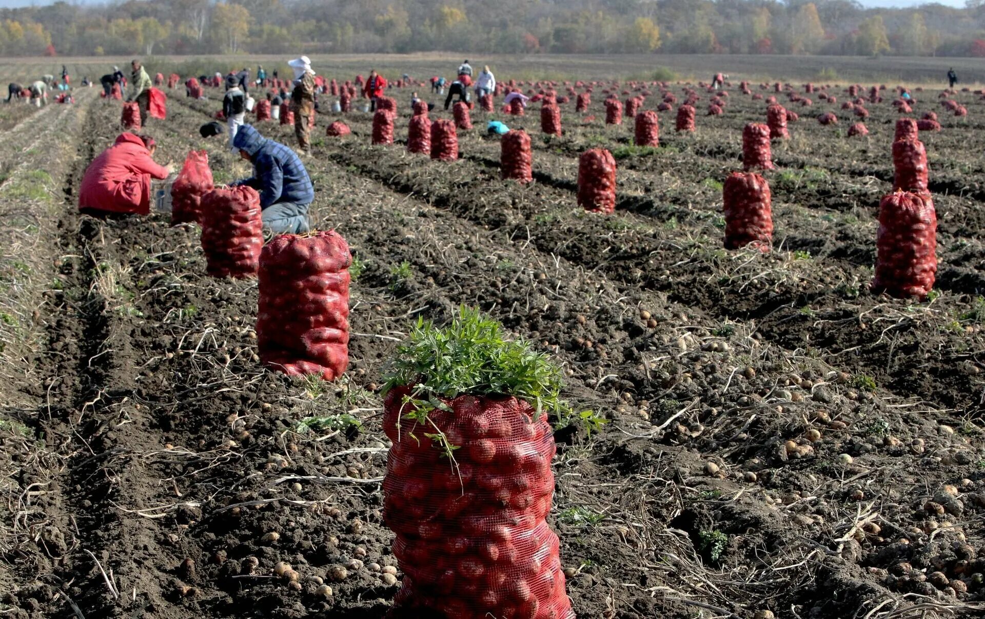 Урожайность ростовская область. Сбор урожая. Сбор урожая картофеля. Сборка урожая. Уборка овощей.