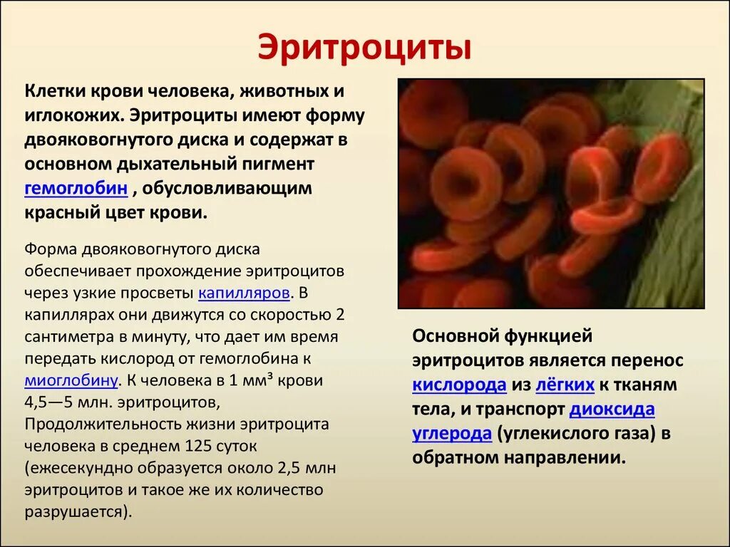 Цитоплазма эритроцитов человека. Эритроциты. Функции эритроцитов в крови. Форма клетки эритроцитов. Эритроциты строение и функции.