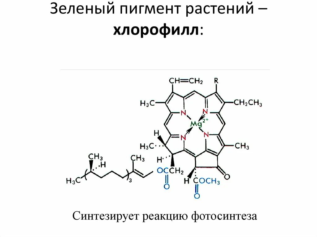 Хлорофилл каротин. Хлорофилл каротин