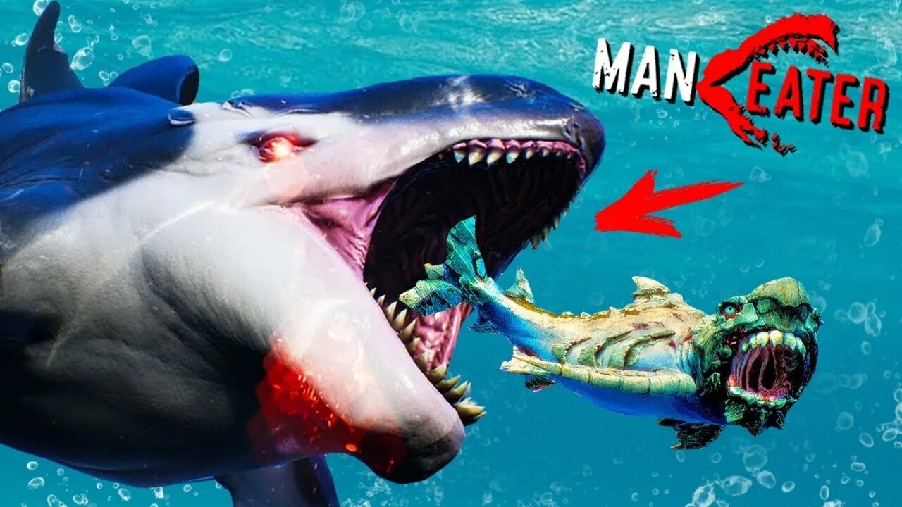 Белая акула против. Касатки против акул МЕГАЛОДОН. Maneater акулы. Акула vs Касатка. Касатка против белой акулы.