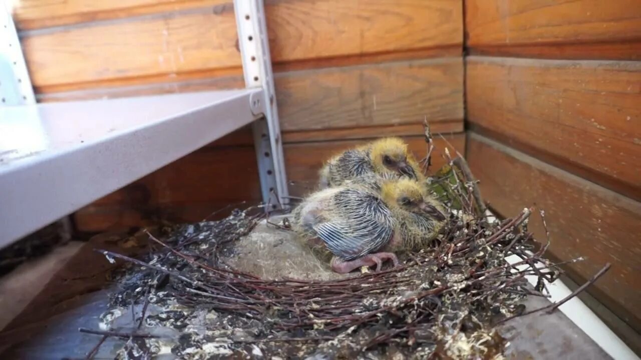 Птенец голубя. Птенцы на балконе. Подросший птенец. Голубиное гнездо с птенцами.