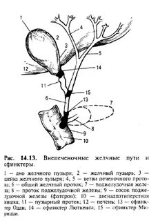Внепеченочный желчный проток