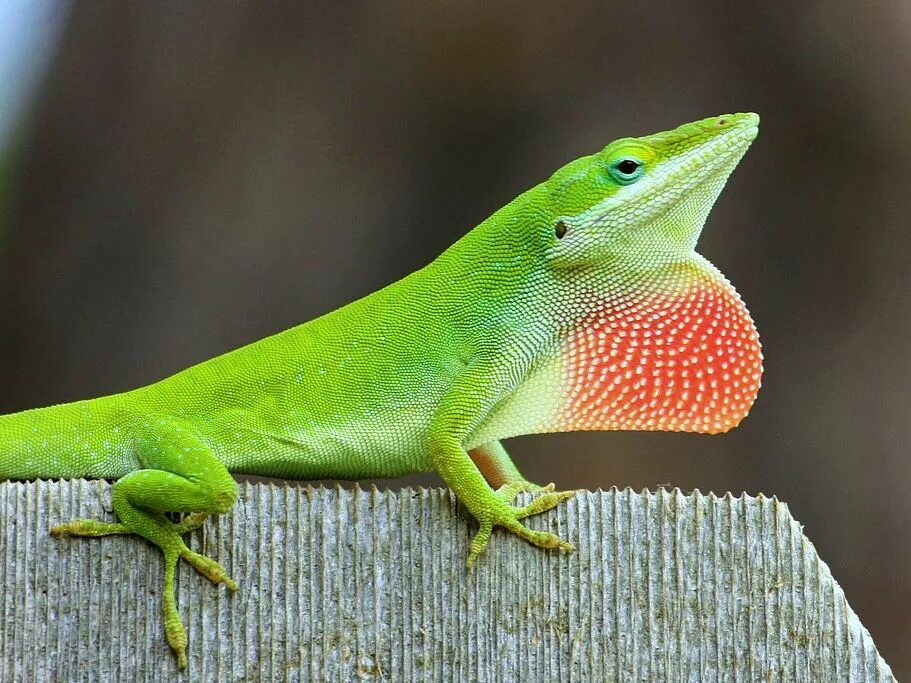 Плащеносная ящерица. Агама-ситана. Австралийская плащеносная ящерица chlamydosaurus,. Ошейниковая агама. Ящерица с мешком на шее 5 букв.