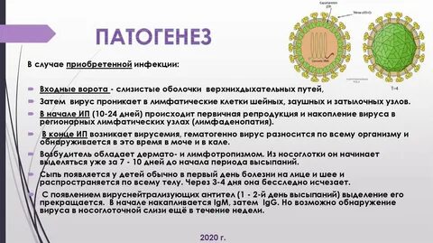 Краснуха вирус