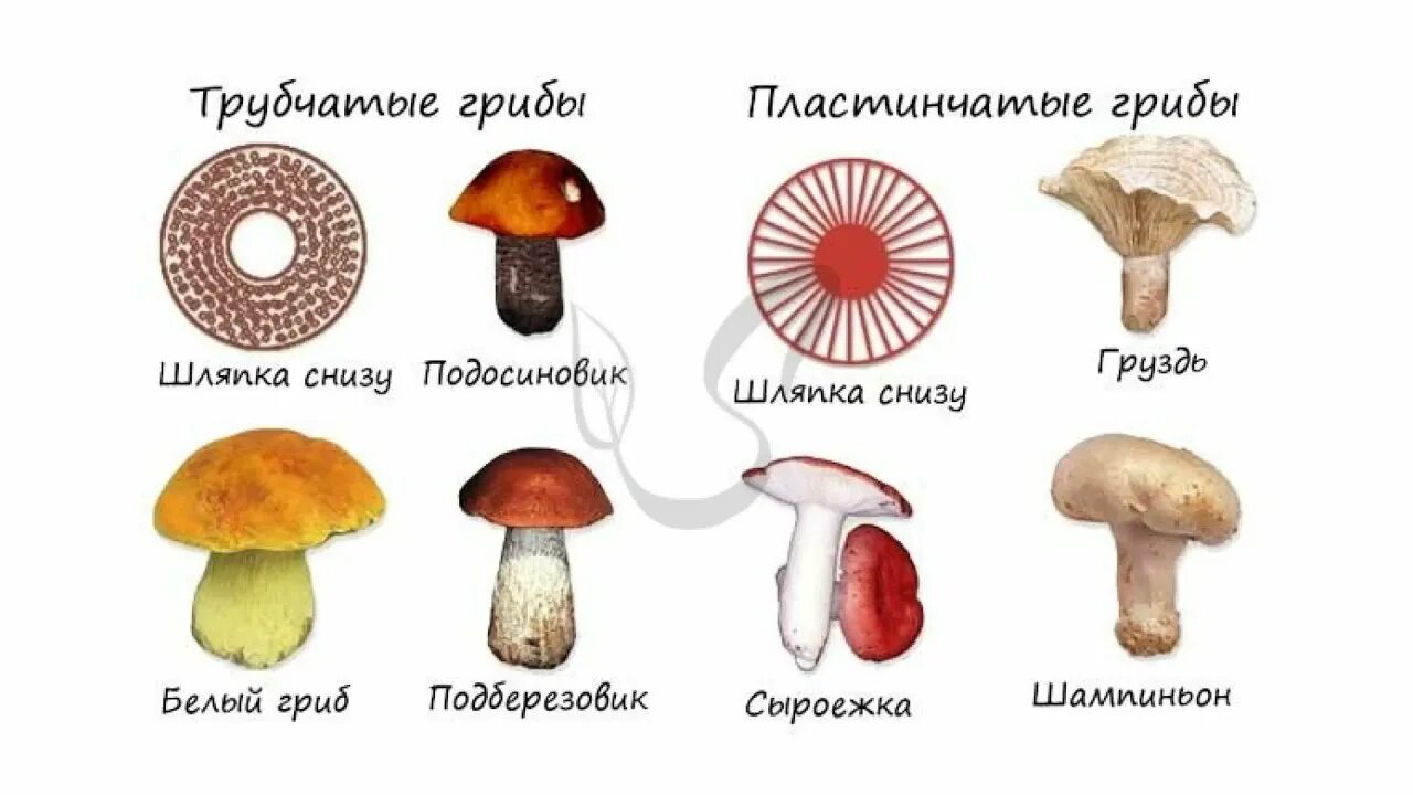 Таблица особенности строения пластинчатый гриб трубчатый гриб. Шляпочные грибы трубчатые и пластинчатые. Шляпочные трубчатые. Трубчатые и пластинчатые грибы. Шляпочные грибы строение трубчатые и пластинчатые.