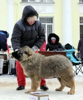 Кавказские овчарки выставки