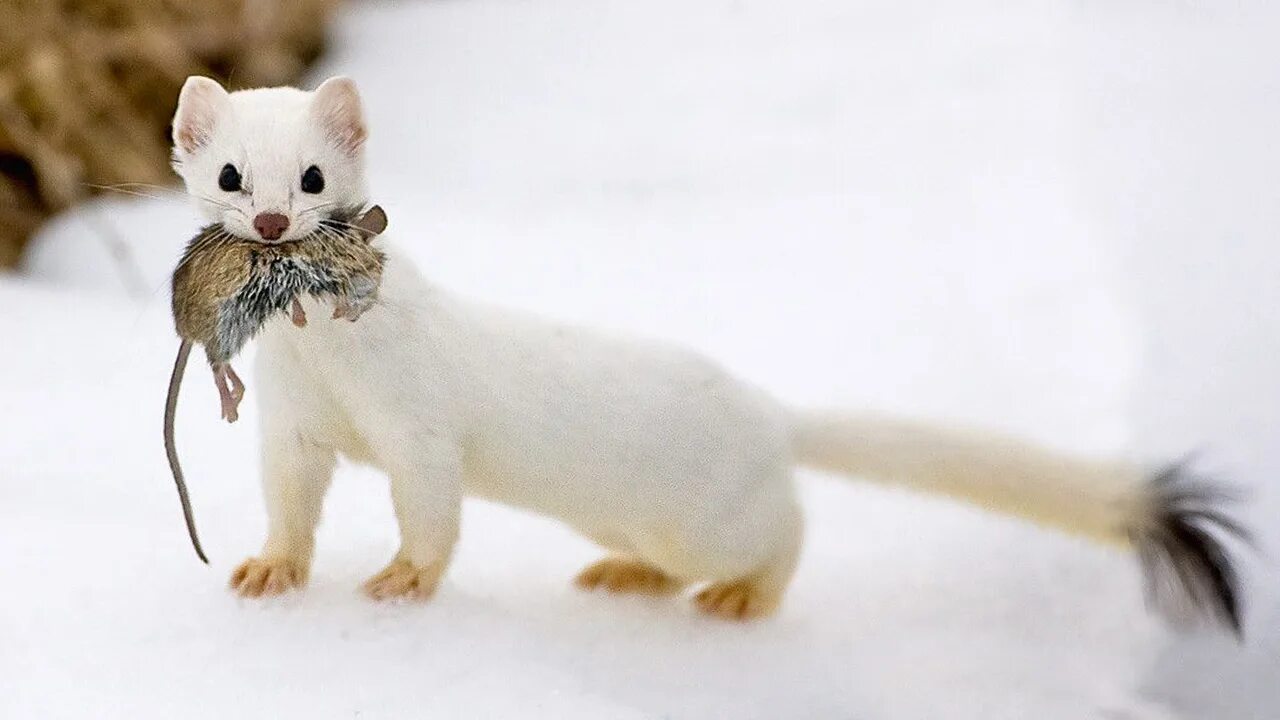 Горностай Арктический. Горностай (Mustela erminea). Горностай Таймыр. Горностай белый. Норка ловит мышей