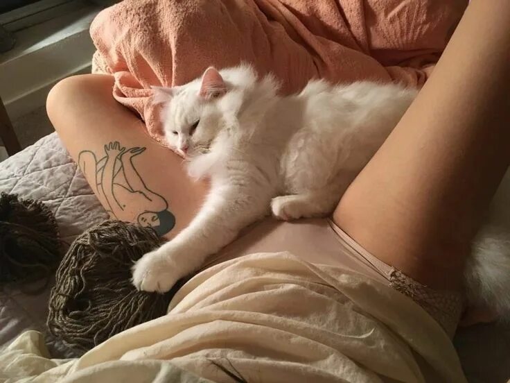 Девушка с котом на руках и голой киской между ног фото