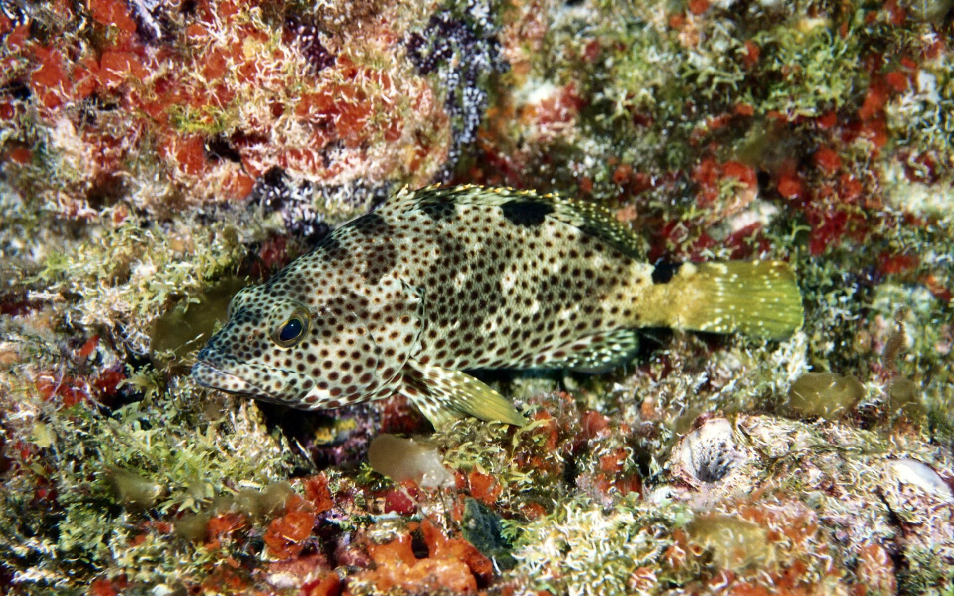 зебрасома парусная желтая. зелёная изабелита. морская свинка окрас далматин. рыба попугай тигровый. ангел императорский (ювенильный), l /pomacanthus imperator (j).