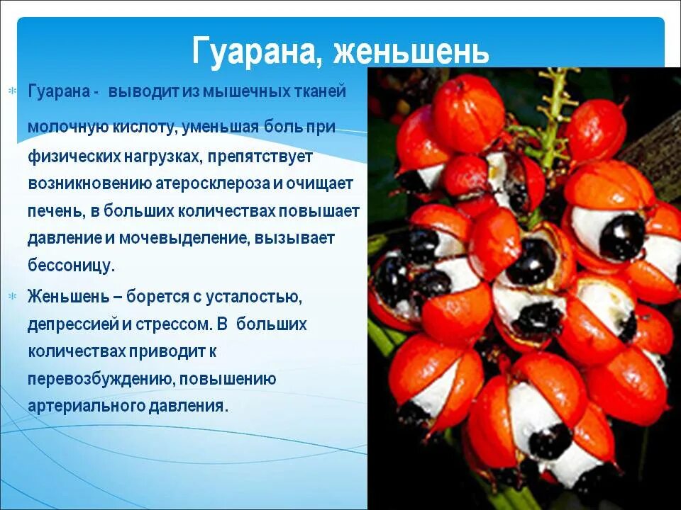 Женьшень и гуарана. Гуарана растение. Плодов гуараны. Гуарана что это такое и для чего. Гуарана польза