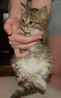 Котенок полтора месяца