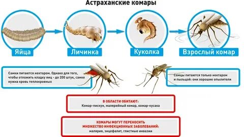 Животные которые питаются комарами 2 класс