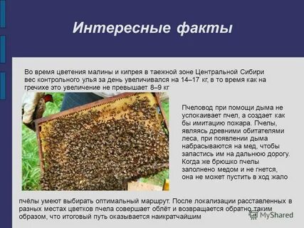 Социальный контракт пчеловодство