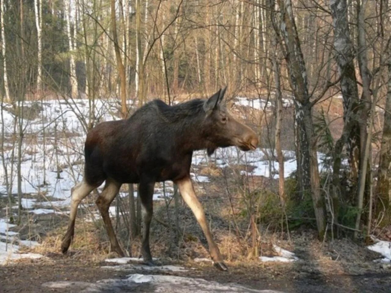 Лось в Павловском парке. Лось весной. Лосььвесной.