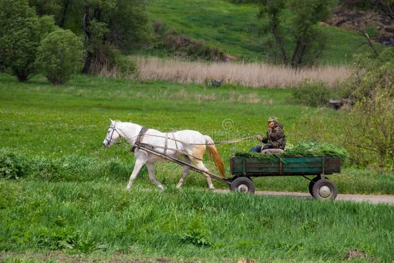 Повозка с лошадью. Лошадь запряженная в телегу. Сон лошадь с повозкой. Повозка с лошадью. Повозка с лошадью.