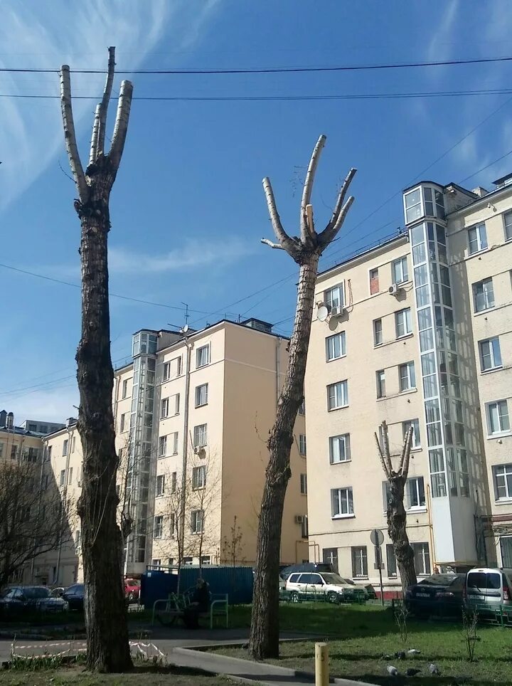 Подрезка деревьев и кустарников. Обрезка деревьев ростов. Обрезка деревьев ростов. Обрезка деревьев ростов. Обрезка деревьев ростов.