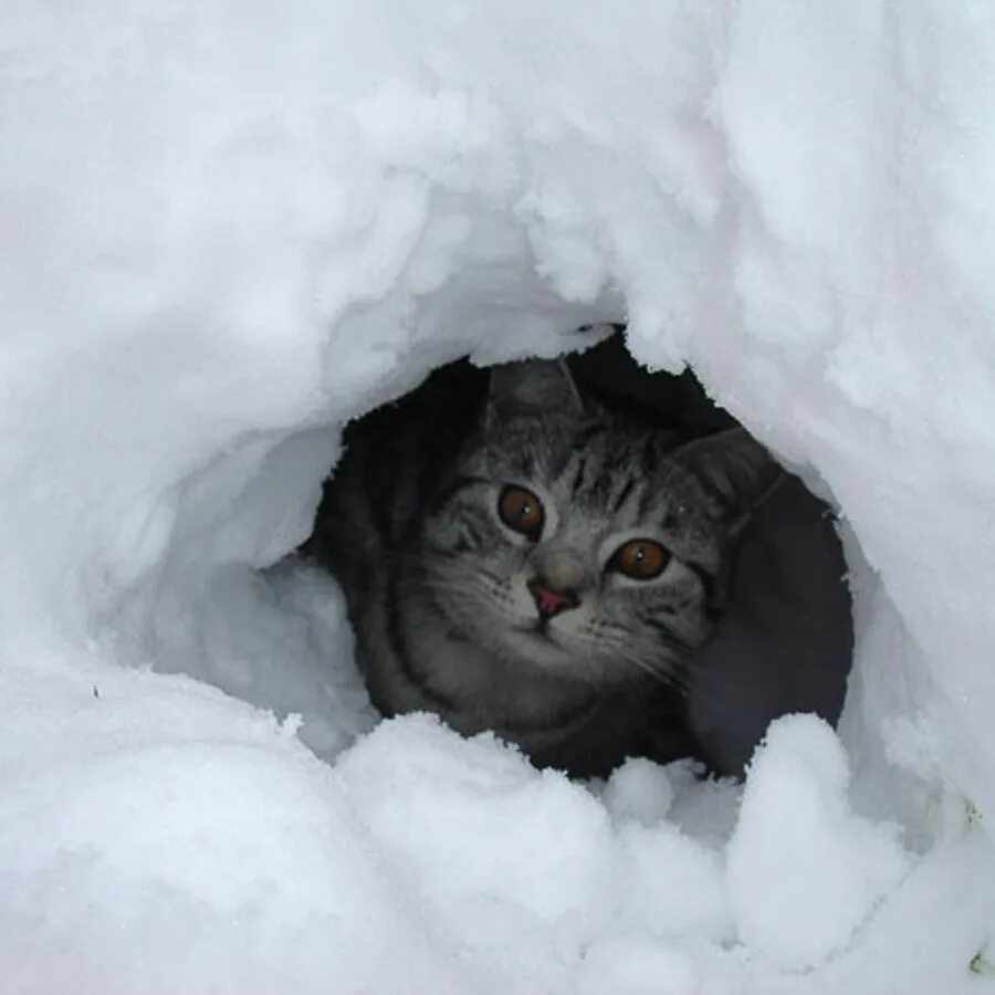 Бездомные кошки зимой. Берлога белого медведя. Кто как зимует. Заяц беляк нора. Тетерев под снегом.