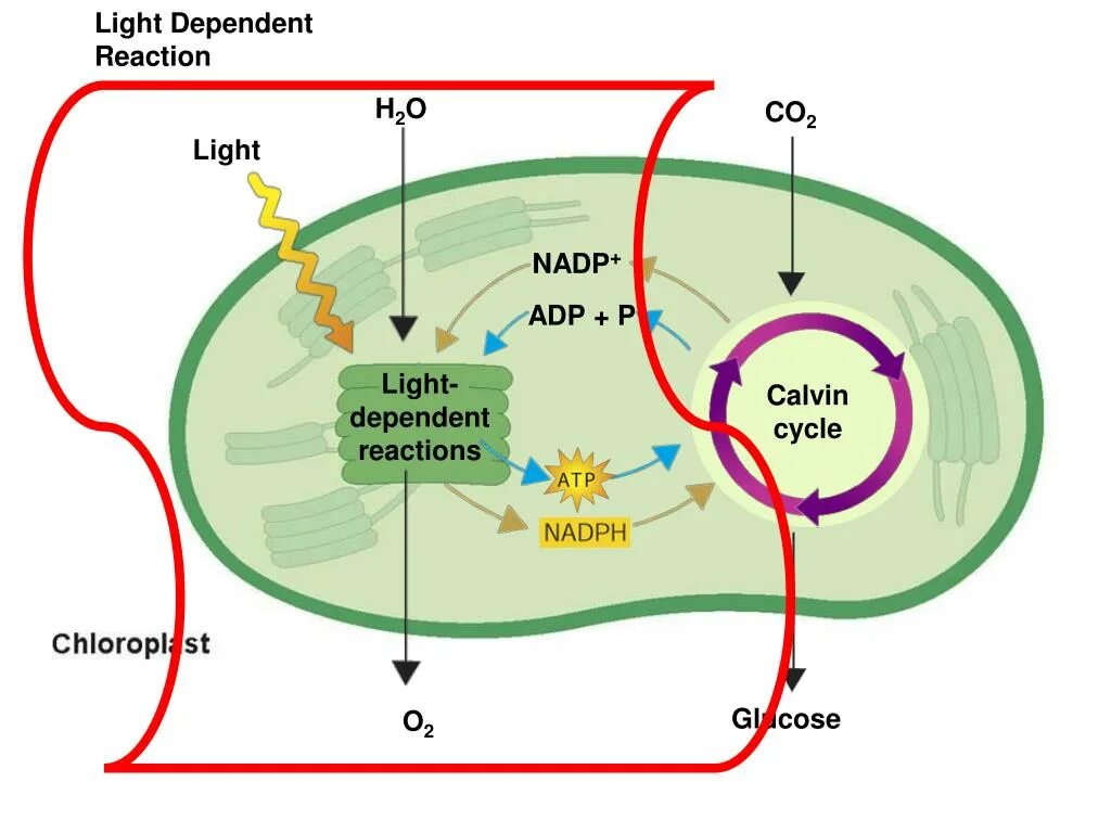 Цикл кальвина происходит в хлоропласта. Кальвин цикл Кальвина. Цикл Кальвина в фотосинтезе. Цикл Кальвина схема. Цикл Кальвина в хлоропластах.