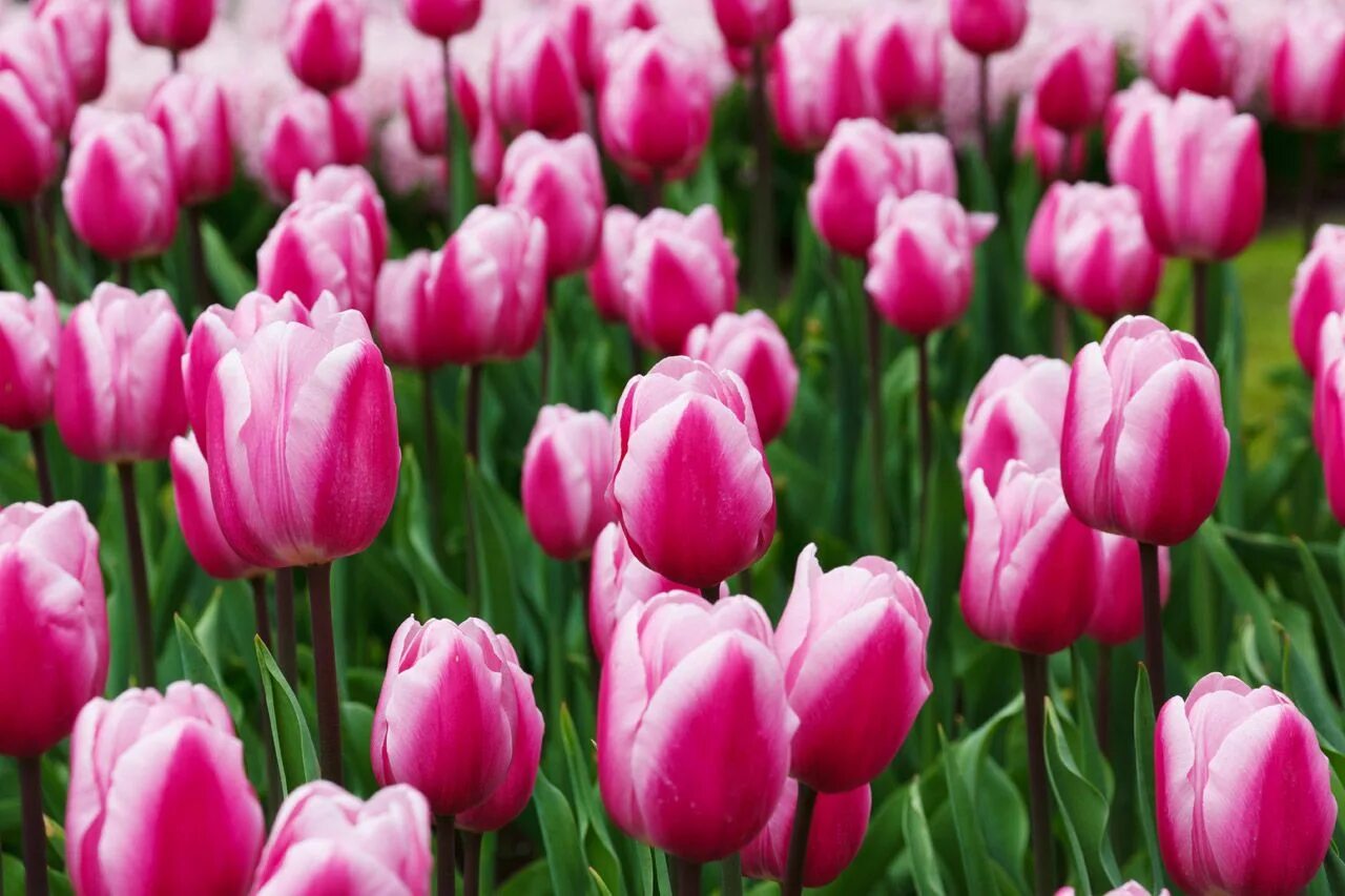 Tulip 2