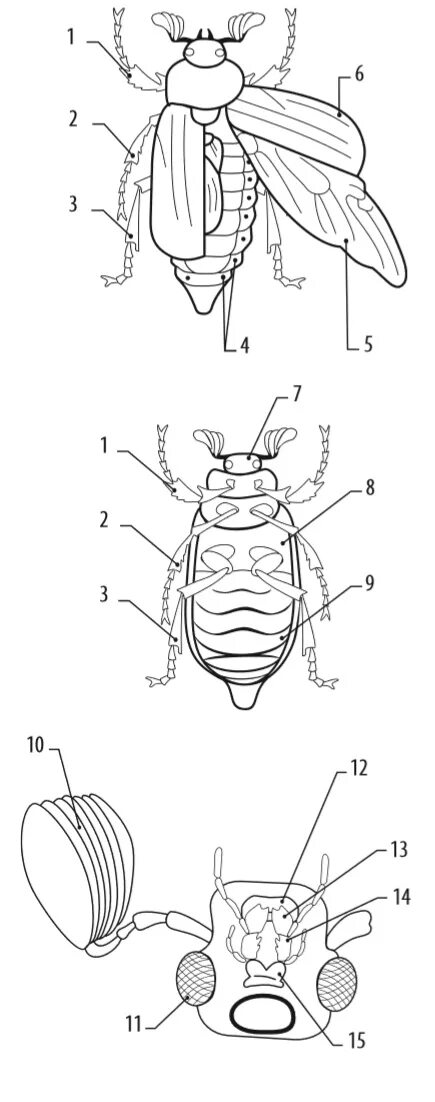 Строение насекомого майского жука. Строение насекомых Майский Жук. Хрущ Майский строение. Майские Жук стронение. Внешнее строение насекомого Майский Жук.