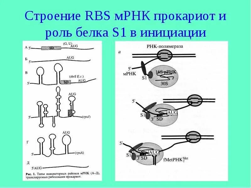 Инициация у прокариот. Структура МРНК биохимия. Строение МРНК прокариот. Структура МРНК прокариот. Структура МРНК.