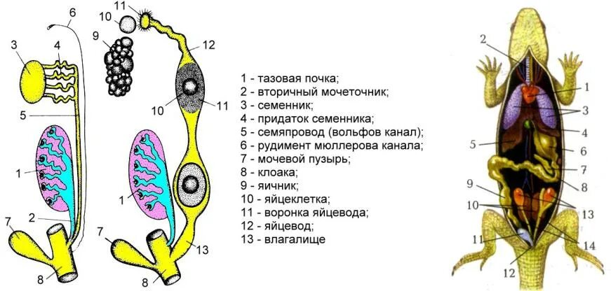 Почки ящерицы. Выделительная система рептилий 7 класс. Схема мочеполовой системы рептилий. Выделительная система пресмыкающихся рептилий. Выделительная система рептилий рисунок.