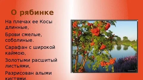 Рябина разбор