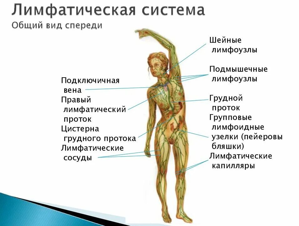 Лимфатическая система лимфоузлы. Структура лимфатической системы схема. Лимфатическая система женщины схема. Схема строения лимфатической системы пропущенные компоненты. Лимфоузлы на ногах где