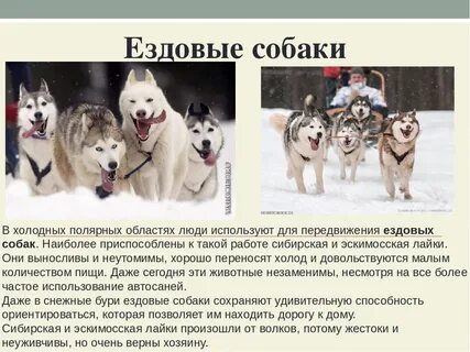Лайка собака рассказ