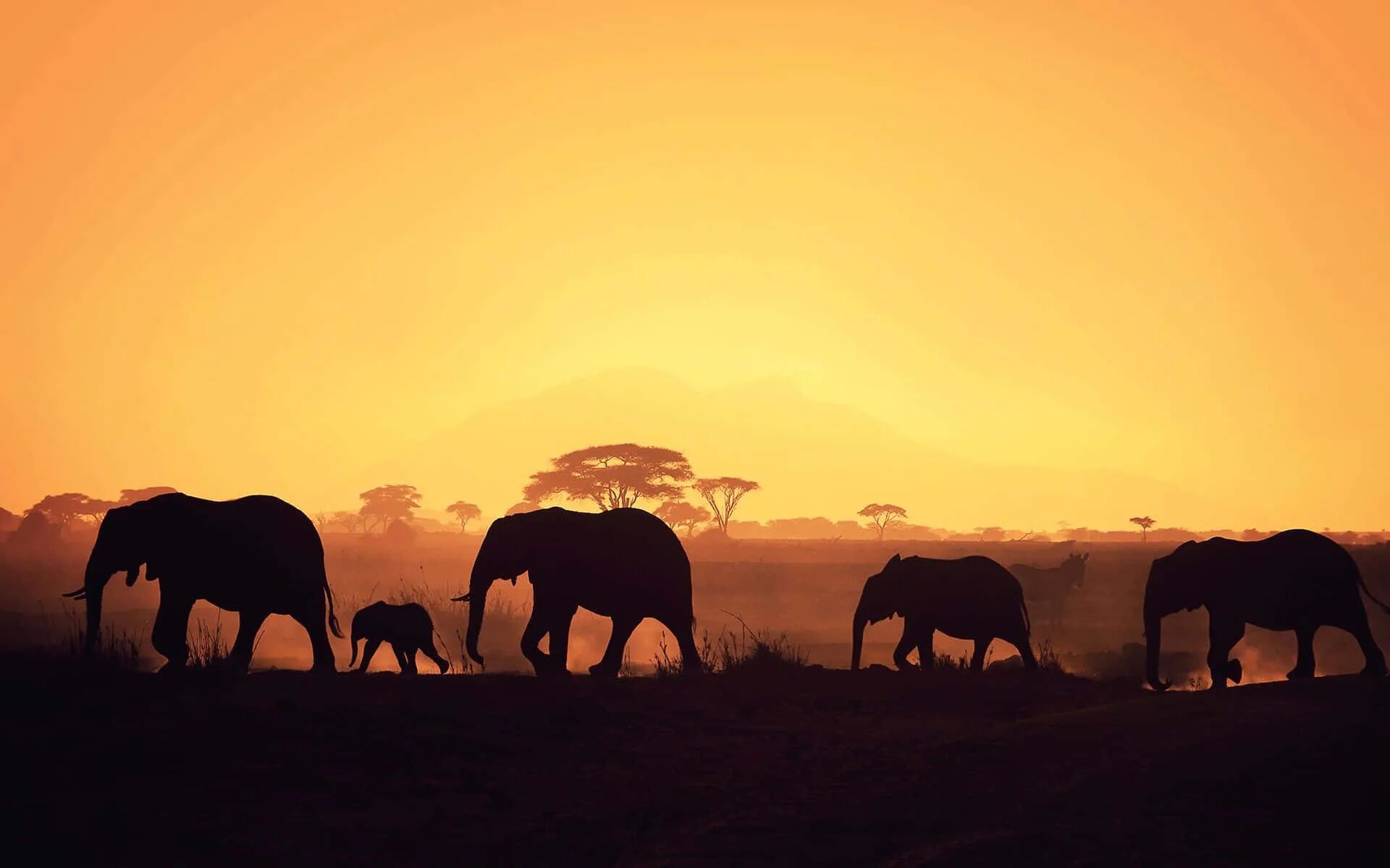 Africa com. Африка пейзаж. Слоны в саванне. Слоны на закате в саванне. Закат в саванне.