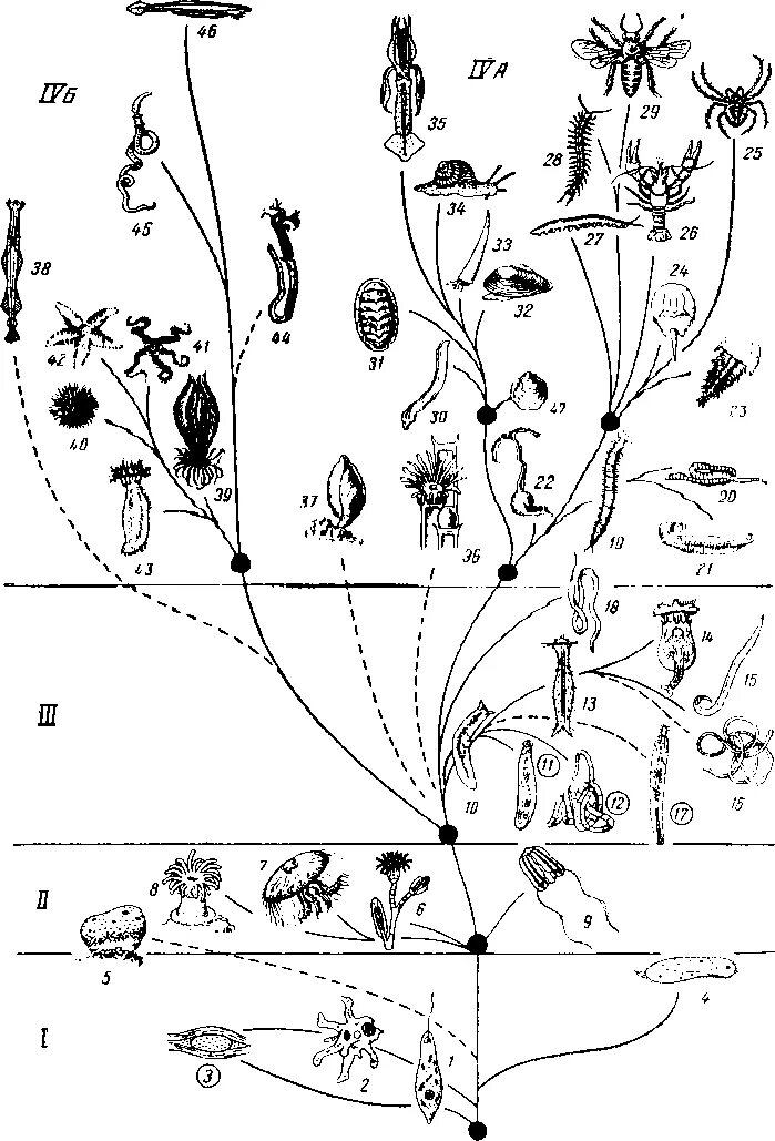 беспозвоночные животные 7 класс биология таблица. эволюция позвоночных и беспозвоночных. эволюция скелета хордовых животных таблица. эволюция скелета беспозвоночных. опорно-двигательная система позвоночных животных.
