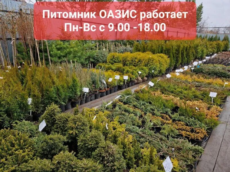 московский оазис питомник. клематис побеги. оазис роз. московский оазис питомник. московский оазис питомник.
