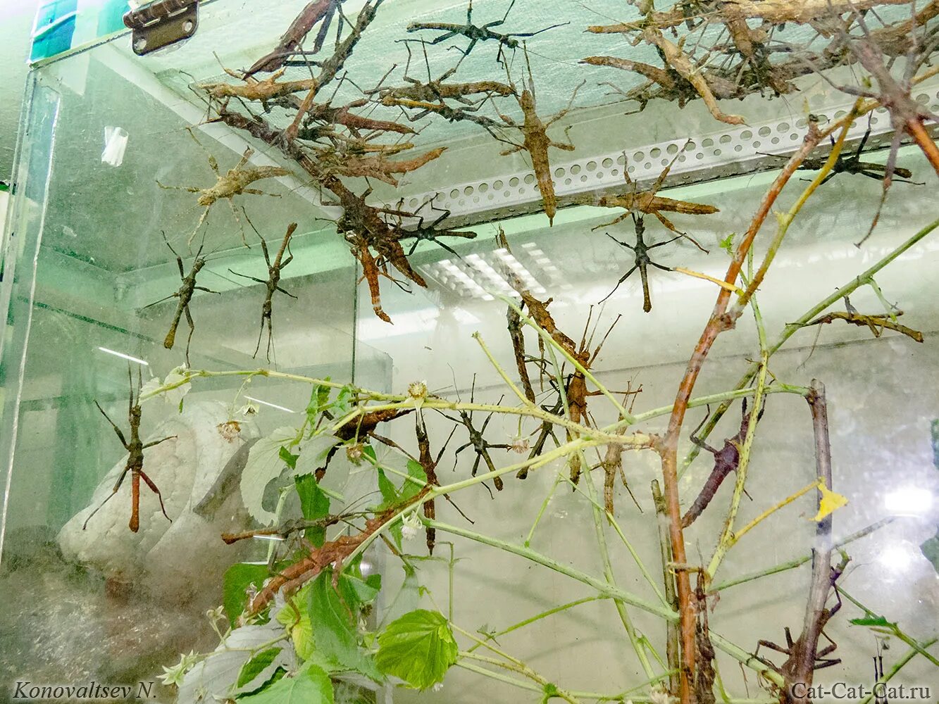 яйца аннамского палочника. условия содержания палочника. аннамский палочник террариум. насекомое палочник домашний. аннамский палочник террариум.