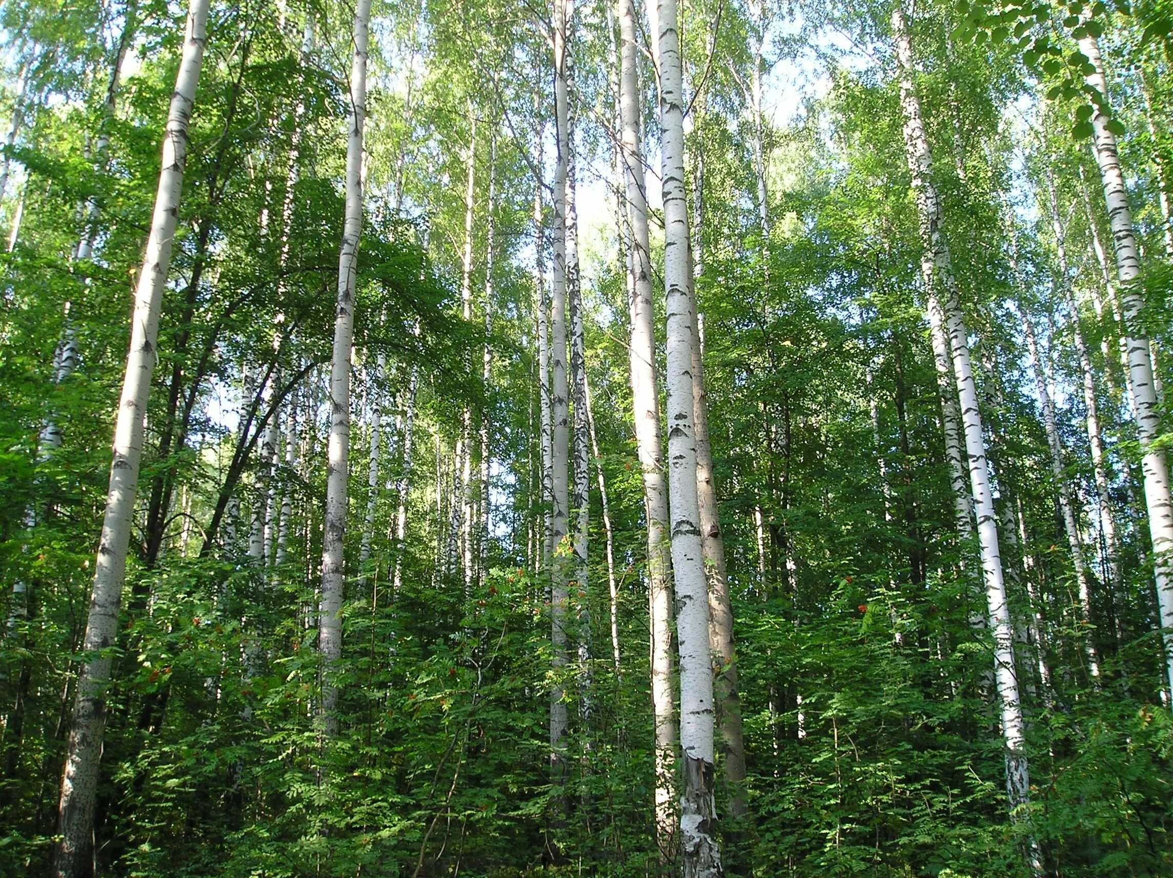 21 международный день леса. День леса. Международный день лесов. О международном дне леса.