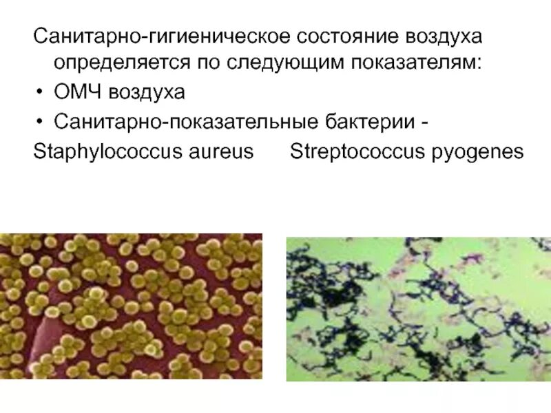 Санитарное состояние воздуха. Санитарно-показательные микроорганизмы воздуха. Санитарные показатели микроорганизмов воздуха. Показательные микроорганизмы. Санитарно показательные микробы воздуха.