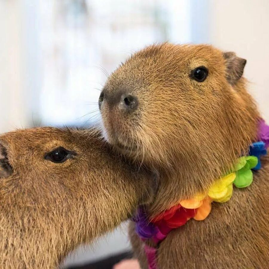 Капибара. Капибара капибара капибара капибара. Капибара в норе. Капибара 1:1. My pets capybaras