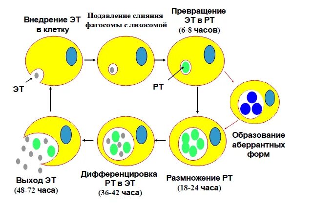 Цикл развития хламидий. Жизненный цикл хламидий схема.