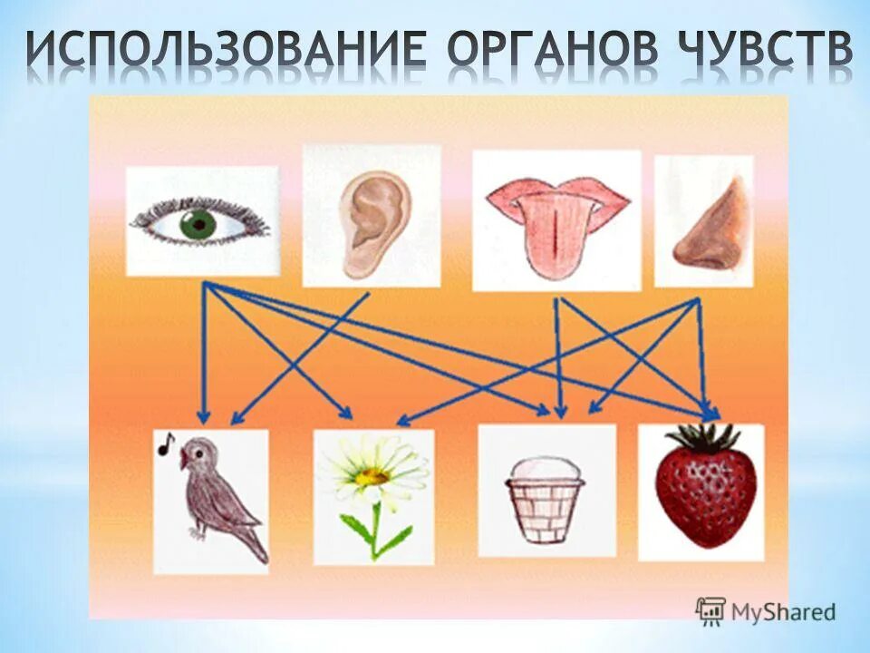 Органы чувств задания. Органы чувств. Символы органов чувств. Задания на тему органы чувств.